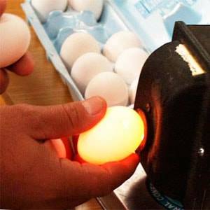 Как проводить овоскопирование куриных яиц :: syl.ru