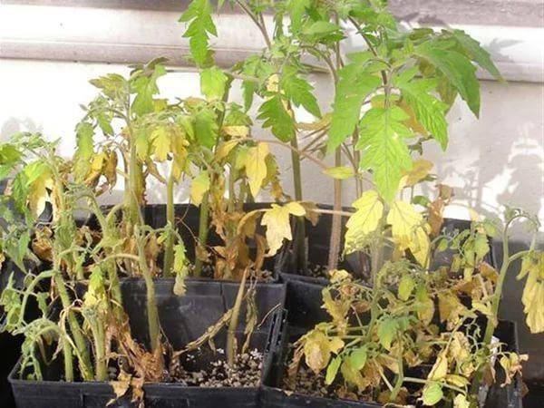 Что делать, если у помидоров листья сохнут и желтеют: причины, способы лечения и проверенные препараты, профилактика появления