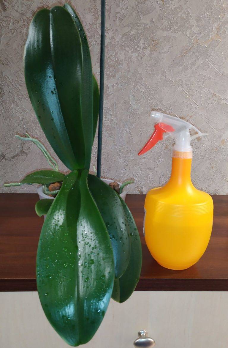 Правильная подкормка орхидей в домашних условиях: лучшее удобрение для орхидей, основные рекомендации