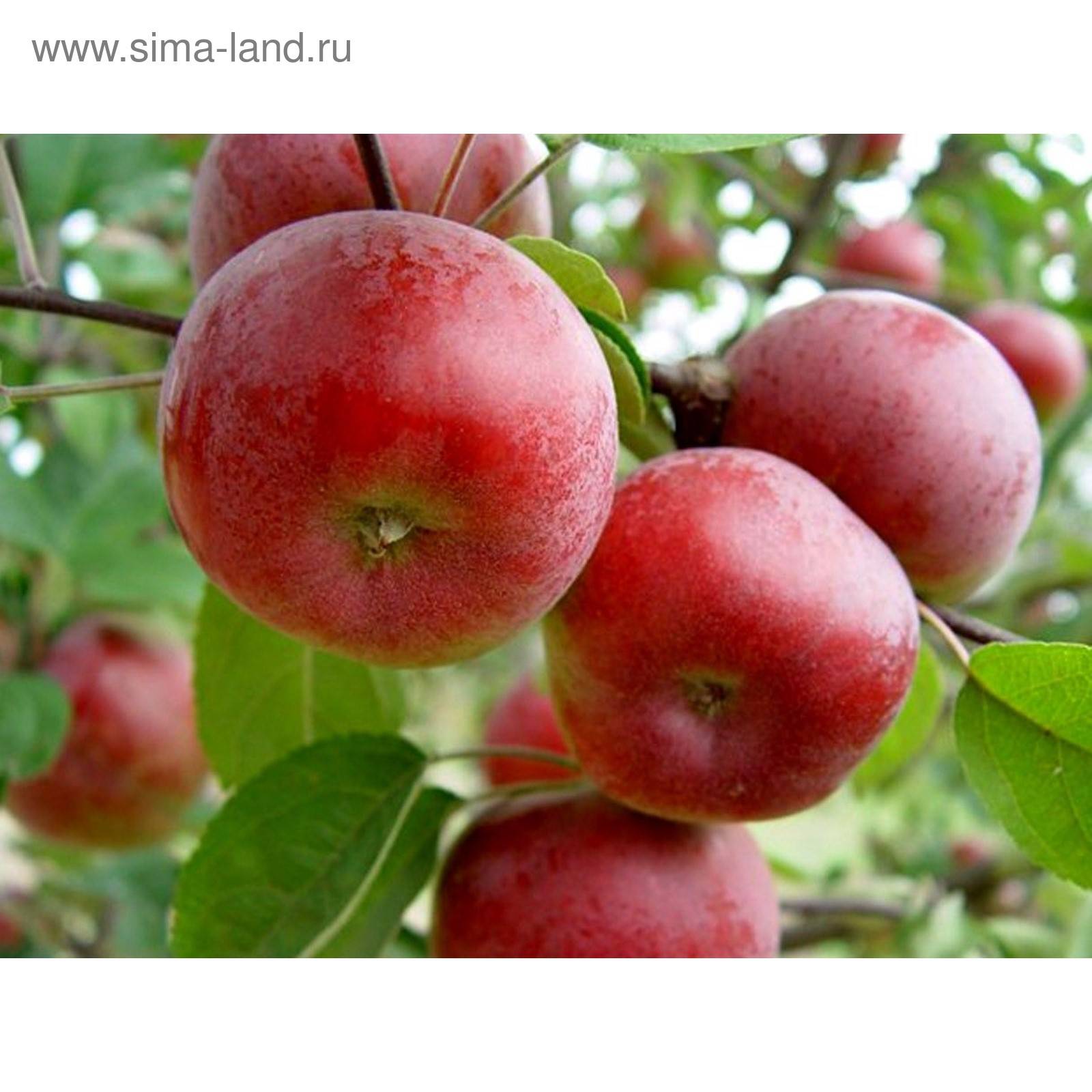 Описание сорта яблони коваленковское: фото яблок, важные характеристики, урожайность с дерева