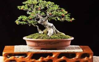 Фикус бонсай — уход и выращивание в домашних условиях