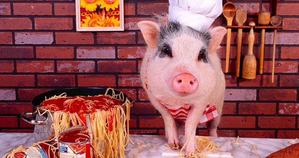 Самый эффективный откорм свиней в домашних условиях на мясо