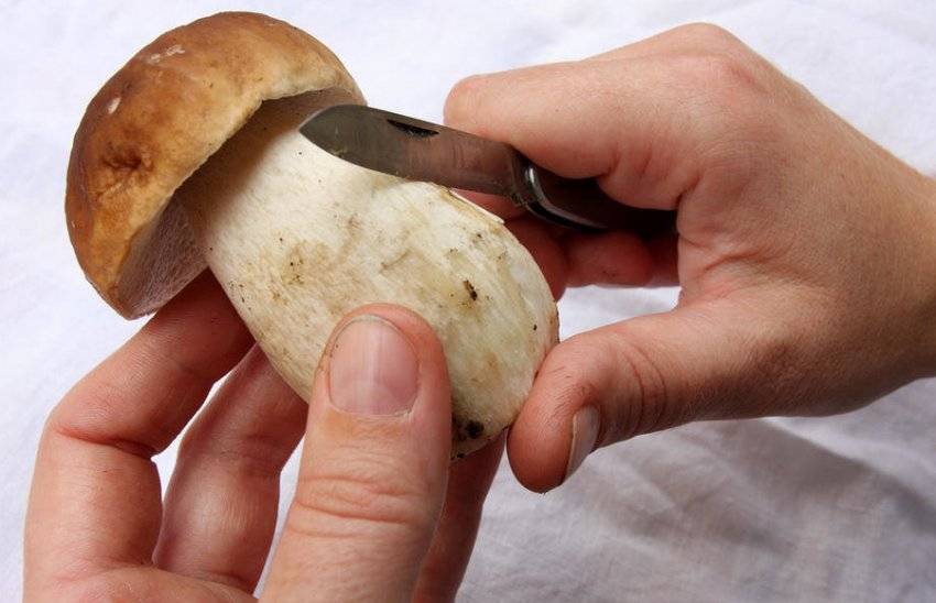 Как засушить грибы на зиму в домашних условиях