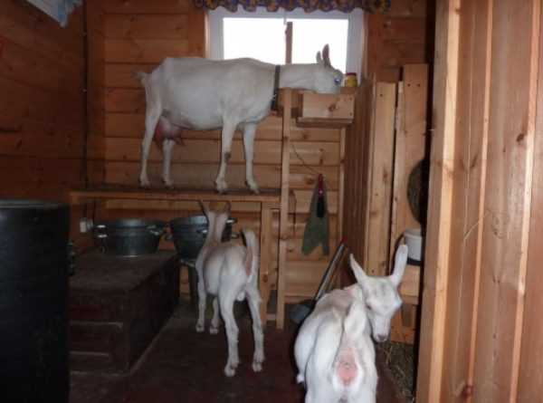 Сарай для коз: фото и аспекты строительства своими руками