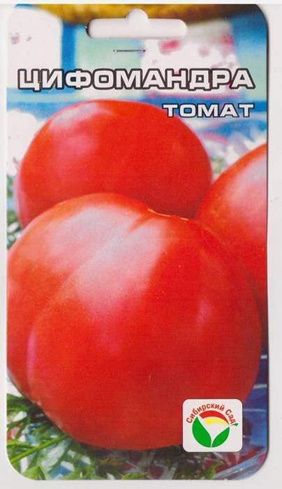 Цифомандра — выращиваем томатное дерево в комнате