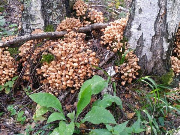 Какие грибы растут в Подмосковье в мае