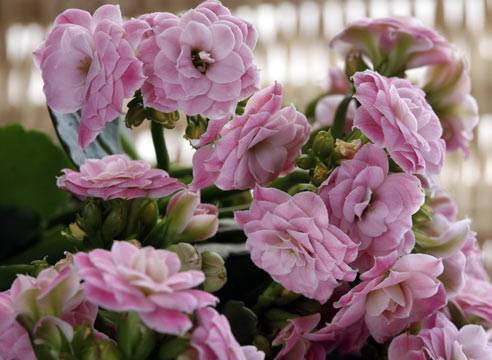 Как ухаживать за декоративным цветком каланхоэ: уход в домашних условиях, пересадка цветущего растения