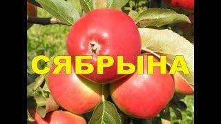 Осенние сорта яблок для выращивания в беларуси