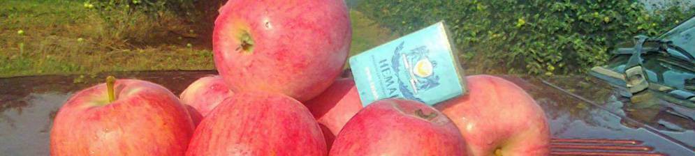 О яблоне коваленковское,описание, характеристики сорта,агротехника выращивания