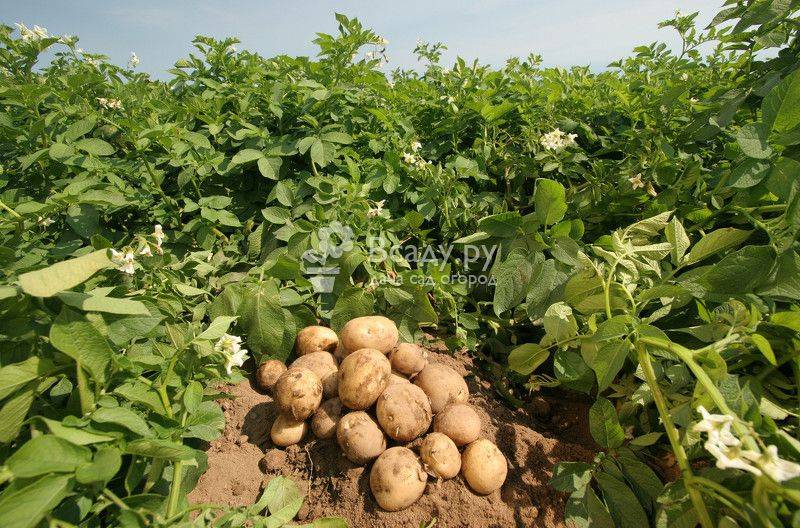 Уборка картофеля: когда можно копать картошку после цветения