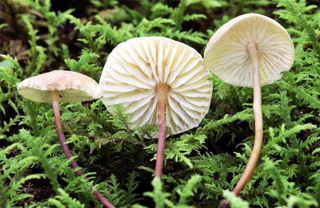 Чесночник обыкновенный – гриб с чесночным запахом