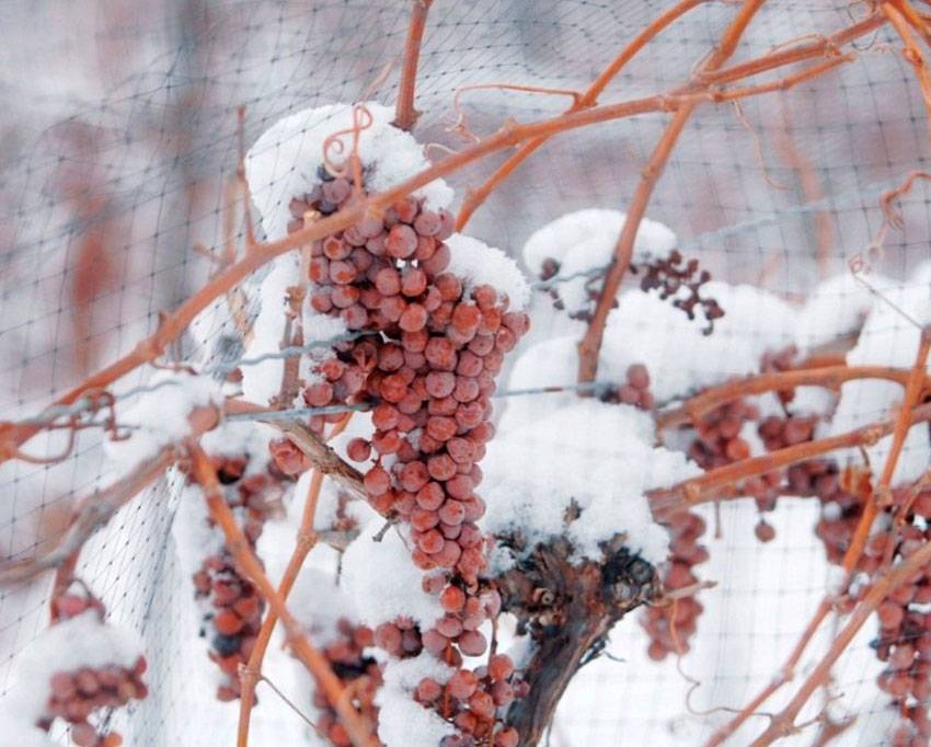 Основные способы укрытия виноградников осенью