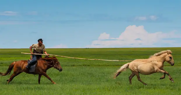 Монгольская лошадь (25 фото): особенности породы, описание, происхождение и уход