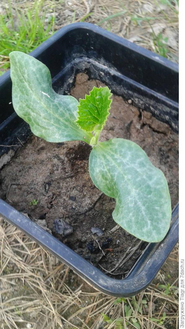 Выращивание кабачков: как и сколько растут, как ухаживать в открытом грунте, фото