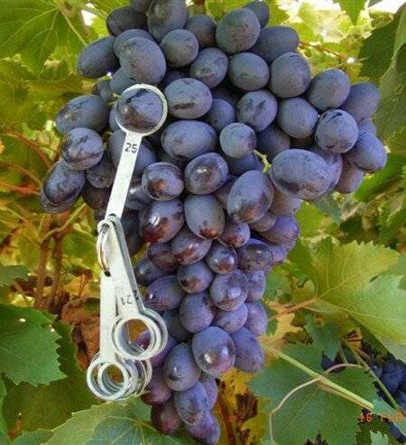 Руководство по выращиванию столового винограда в техасе (сша)
