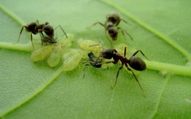 Как избавиться от муравьев в теплице: от них польза или вред?