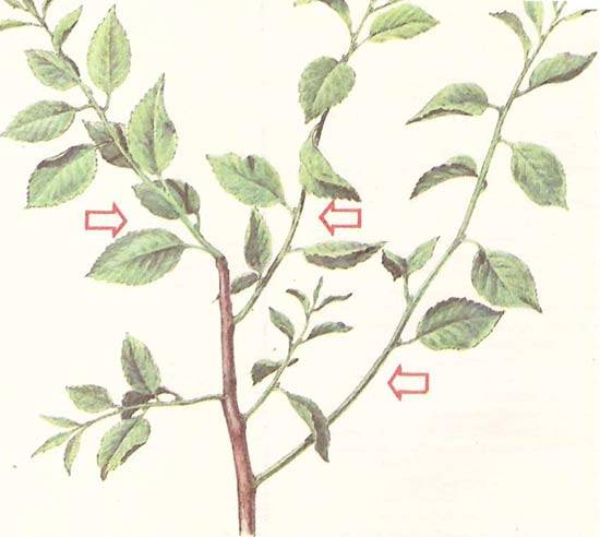 Успешное размножение яблони зелеными черенками. секреты опытных садоводов