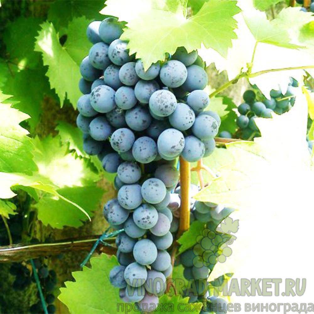 Виноград ливадийский черный: описание сорта, фото, отзывы