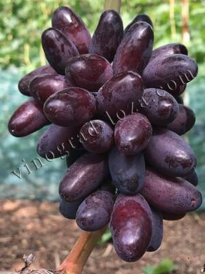 Выращивание нового гибридного сорта винограда Изюминка