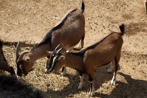 Камерунская коза: особенности породы, условия содержания, преимущества и недостатки
