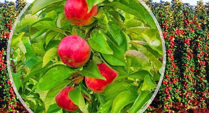 Сорт колоновидной яблони «васюган»: характеристика, агротехника выращивания