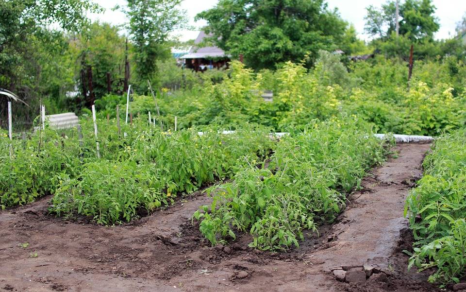 Рецепты выращивания помидоров после пикировки, возможные проблемы и пути их решения