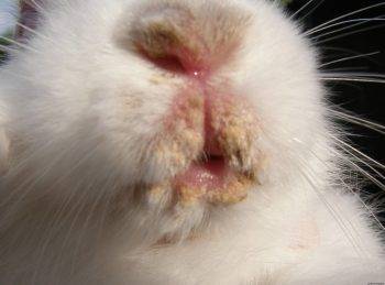 Лечение кроликов от ринита (насморка) в домашних условиях