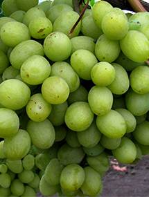 Виноград валек: достоинства и недостатки сорта