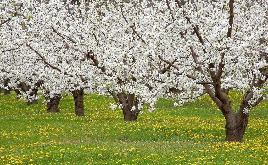 Чем и как подкормить молодые и старые яблони весной до, во время и после цветения: схема внесения удобрений