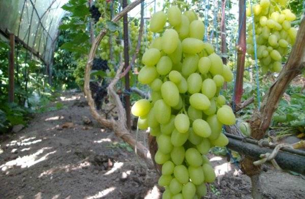 Виноград долгожданный: описание сорта, посадка и уход