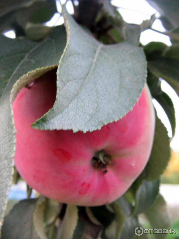 10 лучших сортов колоновидных яблонь