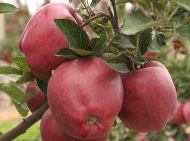 Сорт старкримсон (яблоня): описание, фото, особенности выращивания