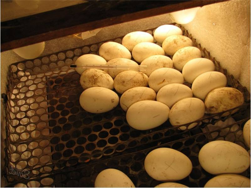Овоскопирование куриных яиц во время инкубации, по дням