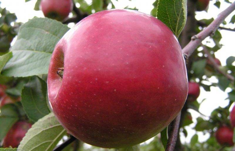 Раннеспелый сорт — яблоня «Аркадик»