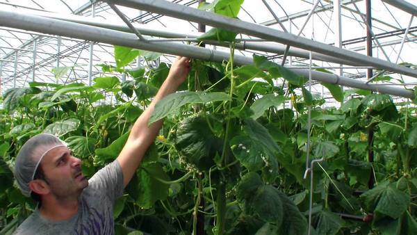 Как правильно выращивать огурцы в теплице зимой и круглый год > видео + фото