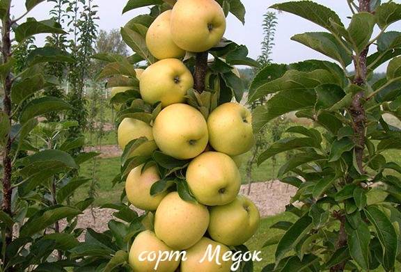 Особенности выращивания яблони сорта Васюган