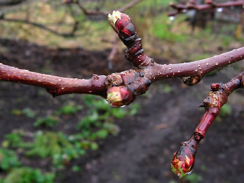 Подкормка молодых саженцев яблони весной и летом