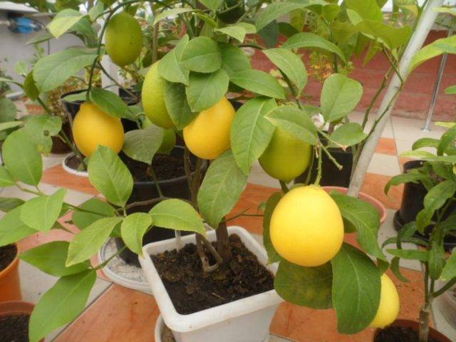 Особенности размножения черенками лимонного дерева в домашних условиях