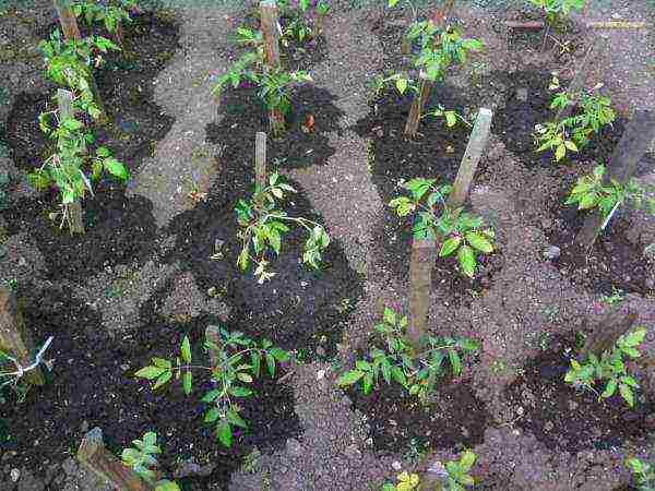 5 простых правил высадки рассады томатов в открытый грунт