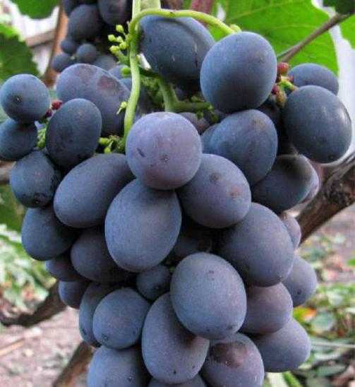 Галия — скороспелый сорт винограда с вкусными ягодами