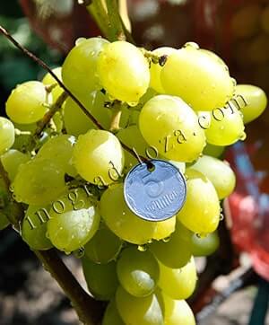Лучшие сорта винограда с описанием, характеристикой и отзывами, в том числе винные, какие выбрать для выращивания в украине, россии