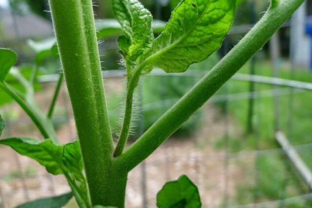 Как пасынковать и прищипывать помидоры в теплице и в открытом грунте