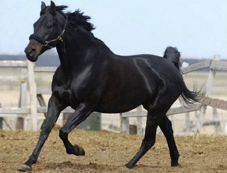 Кабардинская лошадь — википедия. что такое кабардинская лошадь
