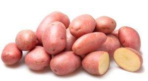 ✅ ред леди: описание сорта картофеля, характеристики, агротехника - tehnomir32.ru