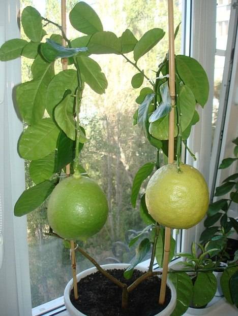 Лимон юбилейный: описание и уход в домашних условиях
лимон юбилейный: описание и уход в домашних условиях