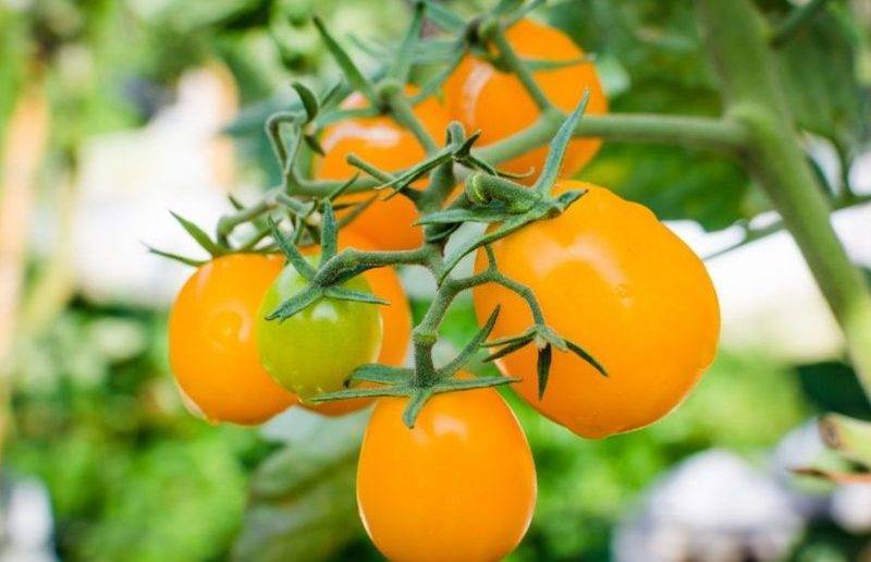 Томат «амана оранж»: описание сорта и рекомендации по выращиванию