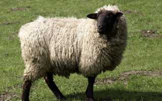 Породы овец: фото, видео, происхождение, характеристика и описание