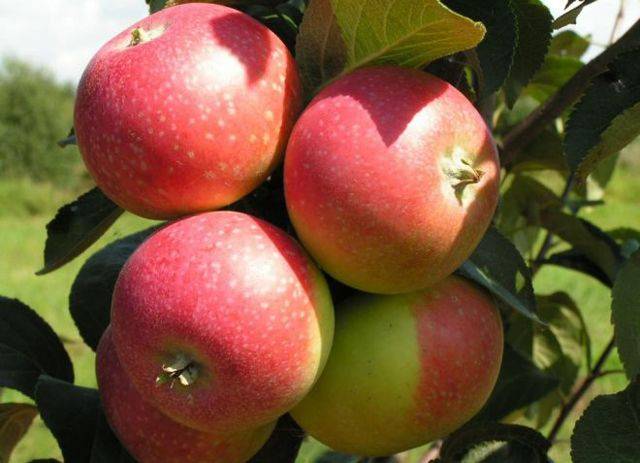 Яблоня богатырь: описание сорта яблок, когда собирать и как выглядит, когда снимать красный