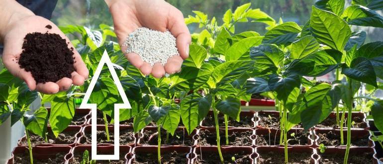 Чем подкормить рассаду перцев в домашних условиях: когда и как удобрять, химические и народные средства для хорошего роста русский фермер