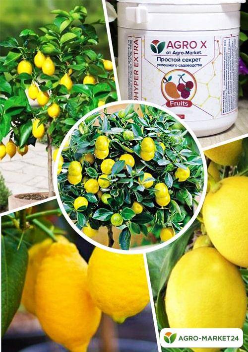 Лимон мейера — уход в домашних условиях за сортом